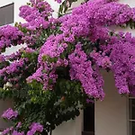 Daire Amazing Apartment In Pirovac With Wifi