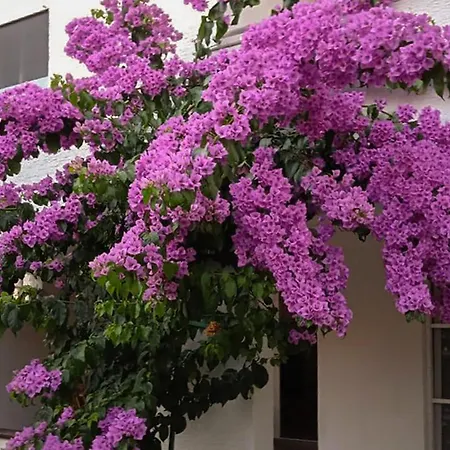 Apartman Beautiful In With Wifi